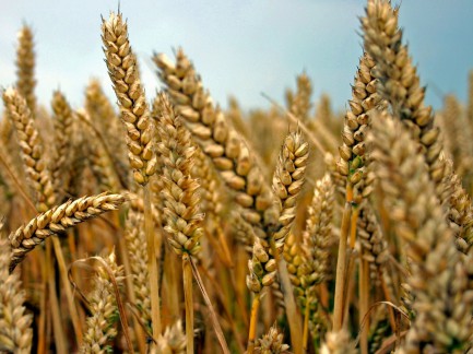 Het verhaal van het graan
