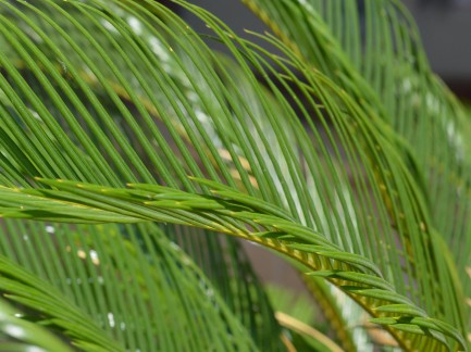 Met Palmzondag begint de Goede Week