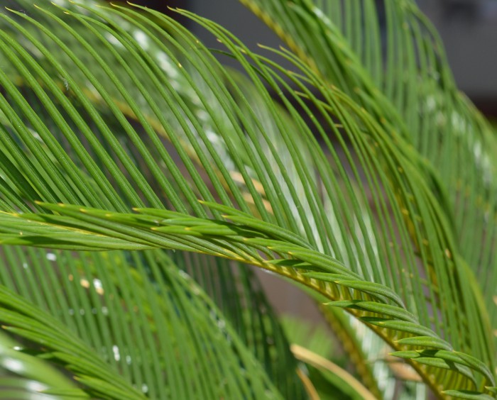 Met Palmzondag begint de Goede Week