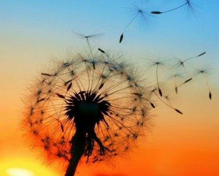 Echt gelukkig willen worden  [Mt. 5, 1-12 * Allerheiligen]